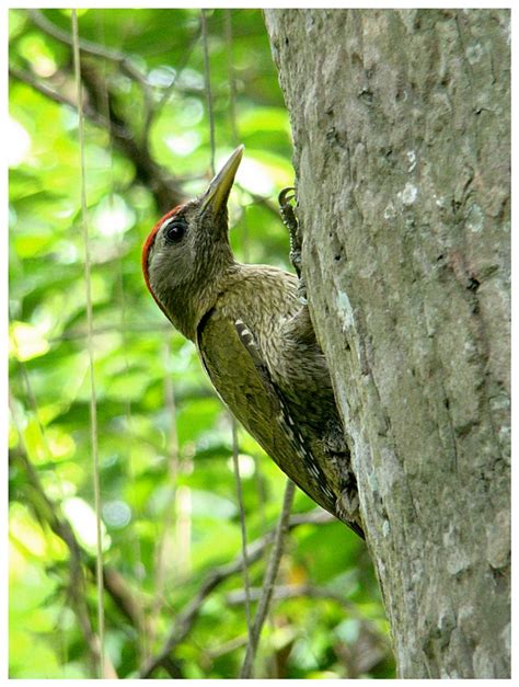 Streak Throated Woodpecker Picus Xanthopygaeus Nabarun Sadhya Flickr
