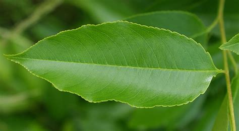 Picture Of Cherry Tree Leaf