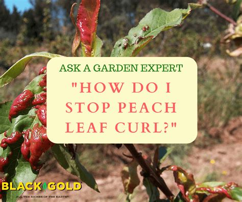 Peach Curly Leaf Treatment