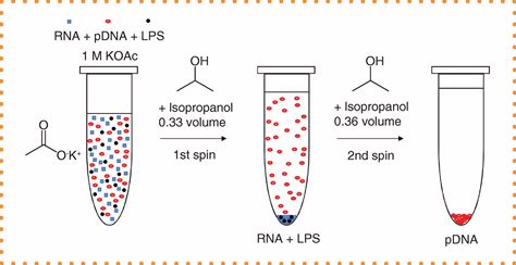 Simple Inexpensive And Rnase Free Purification Of Plasmid Dna By