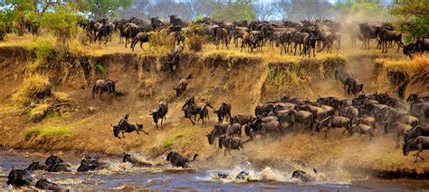 Great Wildebeest Migration Full Facts And Information About The Migration