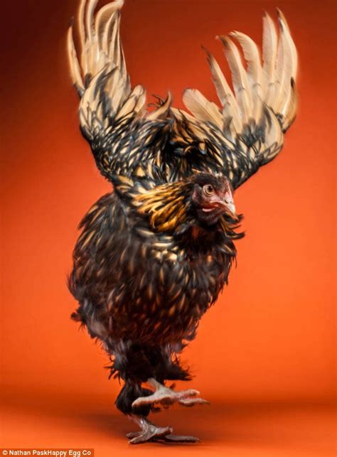 Roosters aren't always welcome in a backyard coop, but they have their roosters are pretty. That's hen-tertainment! Pin-up calendar for hens featuring ...