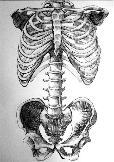 Anatomy Drawing Of Human Body ~ Pin Em Bad To The Bone Bodesewasude
