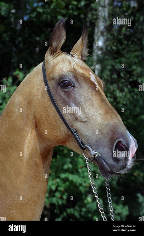 Akhal Teke Gold Horse Stock Photo Alamy