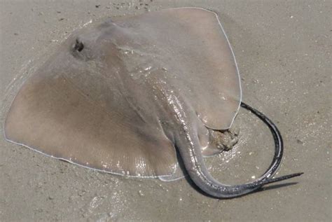 This Is What Happens After A Stingray Attack Horrifying Thatviralfeed