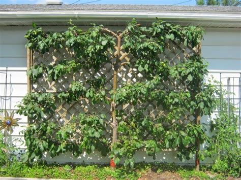 Espalier Using Your Small Urban Space The Pruning Technique Espalier