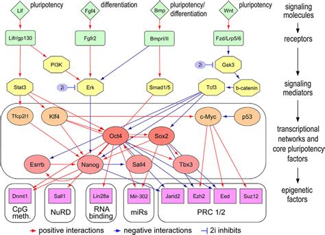 Hierarchical Organization Of Pluripotency Gene Regulatory Network