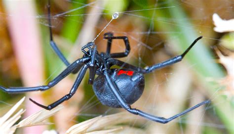 They are considered the most there are actually a few species in the genus latrodectus that are referred to as 'black widow' spiders in the united states of america, said. Red on 3D-printed spiders scares birds but not bugs - Futurity