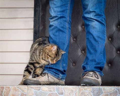 Why does my cat do that? Why Does My Cat Rub Against Me? Is It Love?