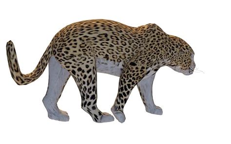 African Leopard 3d Model 3ds Max Files Free Download Modeling 29389