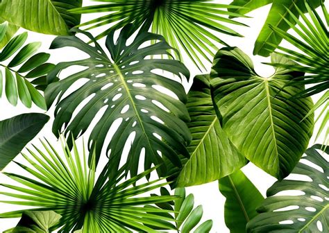 Wild Thing Tropical Wallpaper Palm Wallpaper Leaf Wallpaper