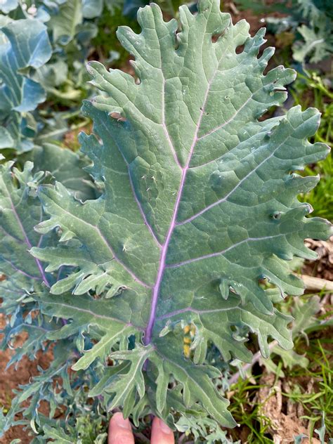 Red Russian Kale The Plant Good Seed Company