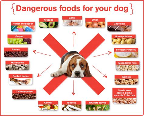 We did not find results for: Foods Bad for Dogs: What to Feed & Not Feed Your Dog