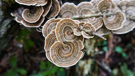 how to cook turkey tail mushrooms