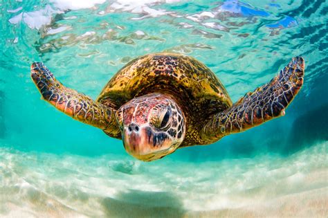 Shane Myers Photography Hawaiian Green Sea Turtle