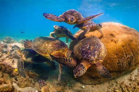 10 Best Snorkeling Spots In Oahu Idiveblue Sans Souci Kuilima Waikiki