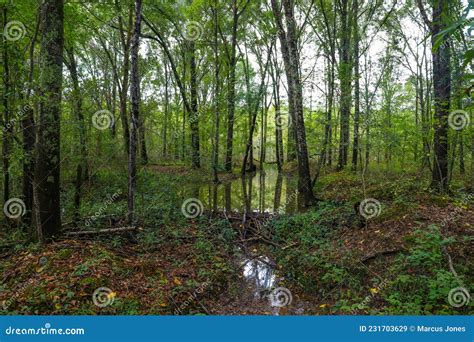 A Small Pound Surrounded By Tall Slender Lush Green Trees And Autumn
