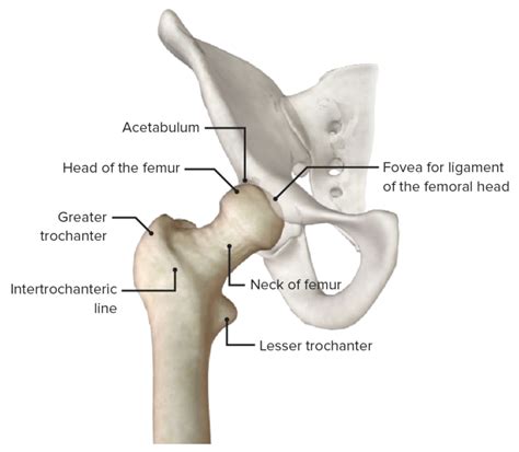 Hip Joint Anatomy Concise Medical Knowledge