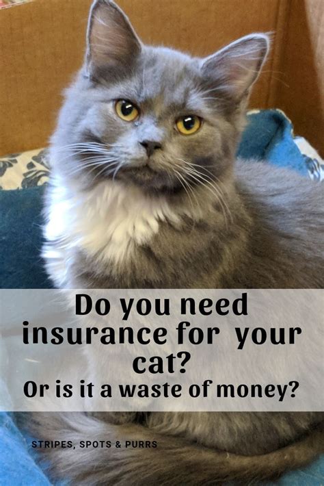 Best Pet Insurance For Cats In 2023 A Comprehensive Guide Dekoronline