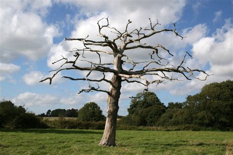 Free Stock Photos Rgbstock Free Stock Images Dead Tree