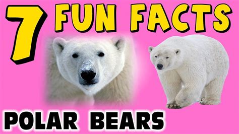 7 Fun Facts About Polar Bears Bear Facts For Kids Learning Colors