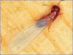 We typically recommend pest control chemicals that get the job done using the least amount of product. Dry Wood Termite - BLUE STAR PEST CONTROL