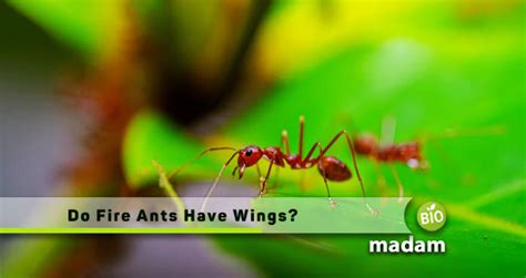 Do Fire Ants Have Wings Biomadam