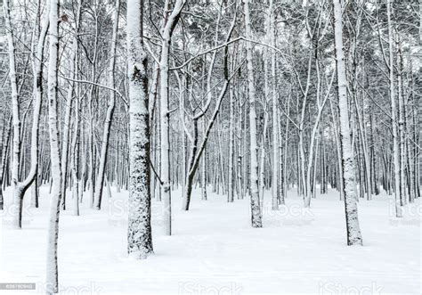 Beautiful autumn season forest with snowfall. Beautiful Winter Forest Scene With Bare Trees Covered With ...