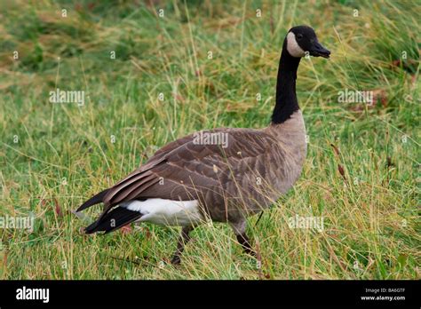 Canada Goose Wildlife Hi Res Stock Photography And Images Alamy