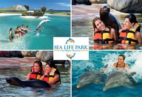 Sea Life Park Oahu Hawaii I Swam With The Dolphins