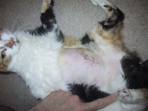 If your cat is vomiting and refusing food or water, investigate the possibility of intestinal blockage. Gastrointestinal Obstruction In Cats: What Should You Know ...
