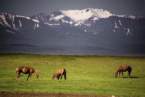 wild horses  tian shan photograph  robert grac