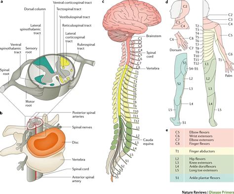 Traumatic Spinal Cord Injury Symptoms Treatment Rxharun