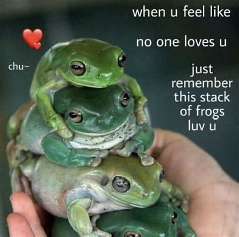 Retrieved From Instagram Gorgeousfrogs And Wheresurfrog Frog Quotes