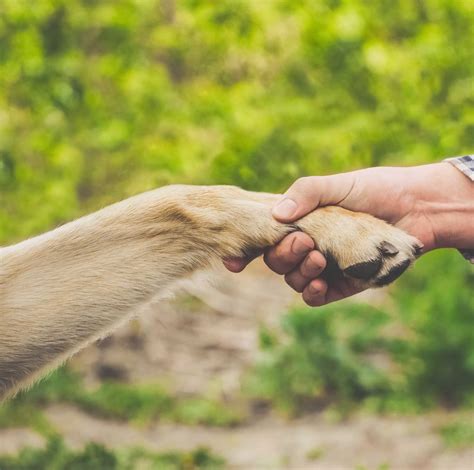 What we do: Protect animals for over 70 years - ISPCA