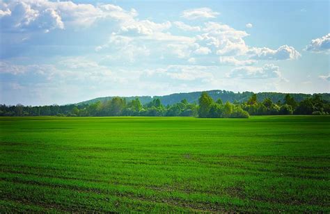 Fields Green Agriculture Crops Grass Nature Landscape Trees