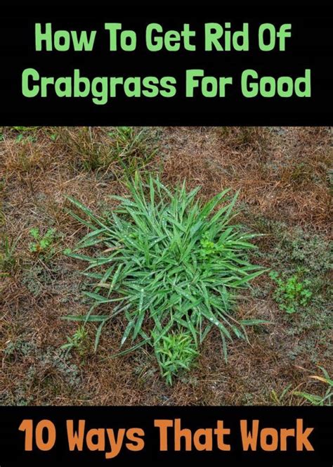 Phlegm is a form of mucus which is thick and sticky stuff presents in your throat, nose, and lungs. How To Get Rid Of Crabgrass For Good - 10 Ways That Work