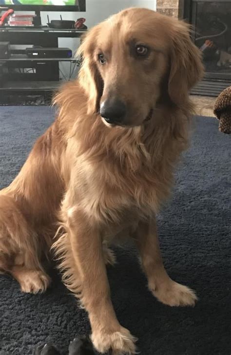 Adorable moment when golden retriever doggo pork meets his very own puppy sister teddy sugar, they're gonna be forever best buddies!• subscribe & turn. Bummiswhisperforsale: Golden Retriever Puppies Rescue Mn