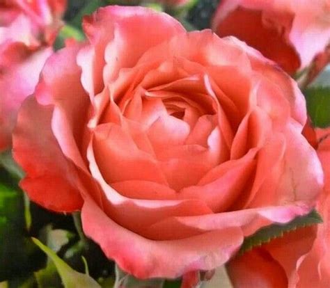 Couleur Coeur Beautiful Pink Roses Lovely Spanish Words Flowers