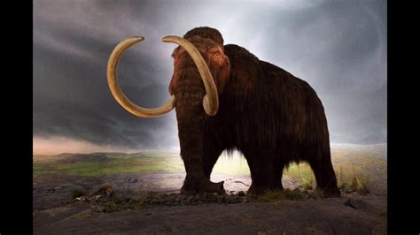 Sound Effects Woolly Mammoth Youtube