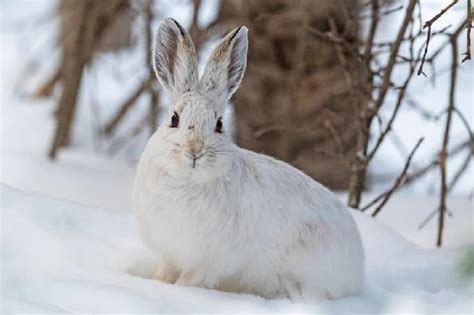 10 Fascinating Facts About Snowshoe Hares