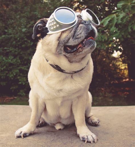 Pug With Goggles Stock Image Image Of Grimacing Goggles 39286785