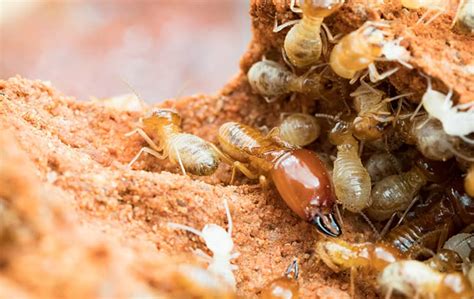 Termites A Guide To Understanding Termites In Oregon