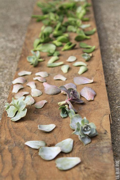 How To Grow Succulents From Leaf Cuttings