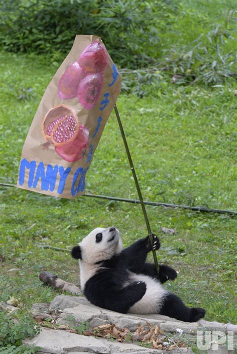 Photo Panda Cub Bao Bao Turns One At The National Zoo In Washington