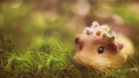 Brown Hamster With White Petaled Flower On Head Close Up