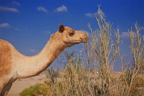 Camel  Animal Wildlife