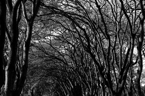 Árvores do Cerrado 20 Rodrigo Nunes PhotoArt