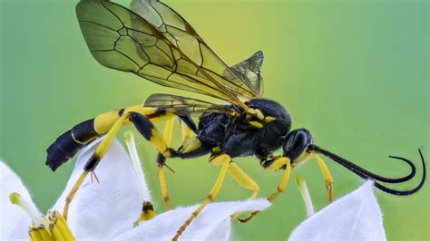 Wallpaper Flower Wings Insect Close Up Resolution3840x2160 Wallpx