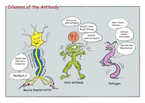 Most people recover fully, but some have permanent nerve damage. Molecular Mimicry in Guillain-Barre Syndrome - Creative ...